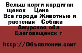 Вельш корги кардиган щенок  › Цена ­ 35 000 - Все города Животные и растения » Собаки   . Амурская обл.,Благовещенск г.